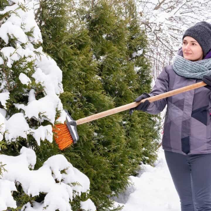 A person in winter clothing uses a broom to remove snow from the branches of an evergreen tree outdoors.