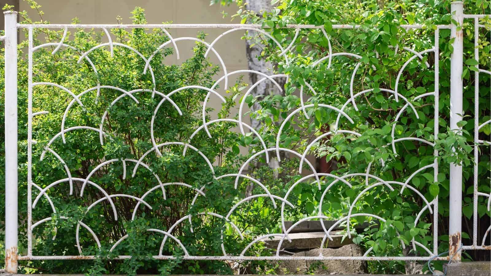 A white metal fence with a repeating semi-circular pattern stands in front of leafy green bushes and plants.