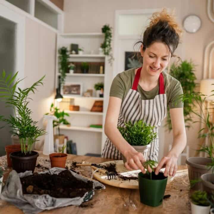 A woman wearing an apron repots a small plant at a table surrounded by various potted plants, soil, and gardening tools in a bright indoor room.