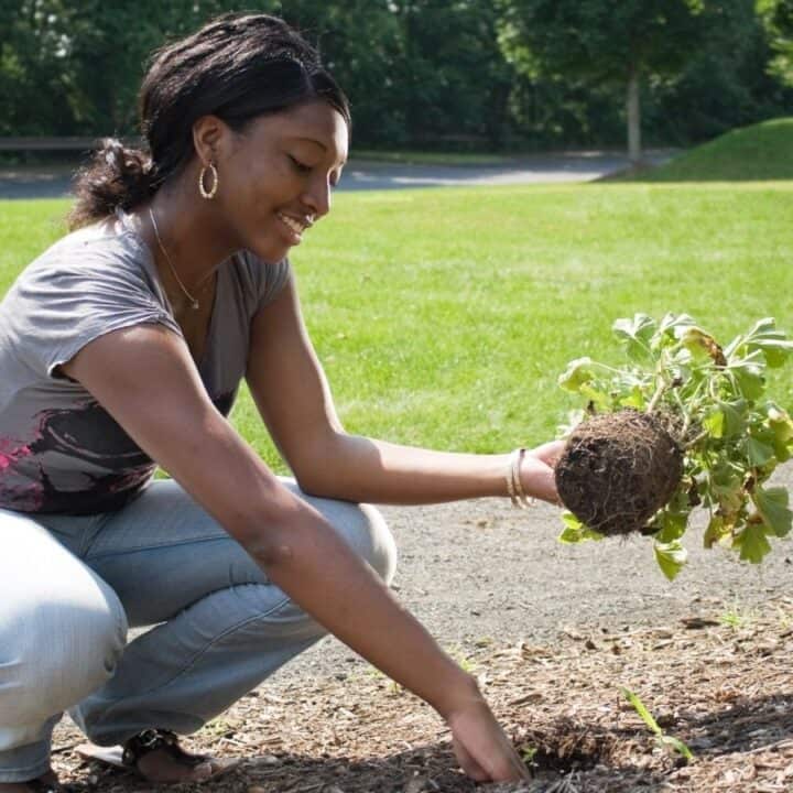A woman crouches outdoors, planting a small shrub with exposed roots into the soil near a grassy area.