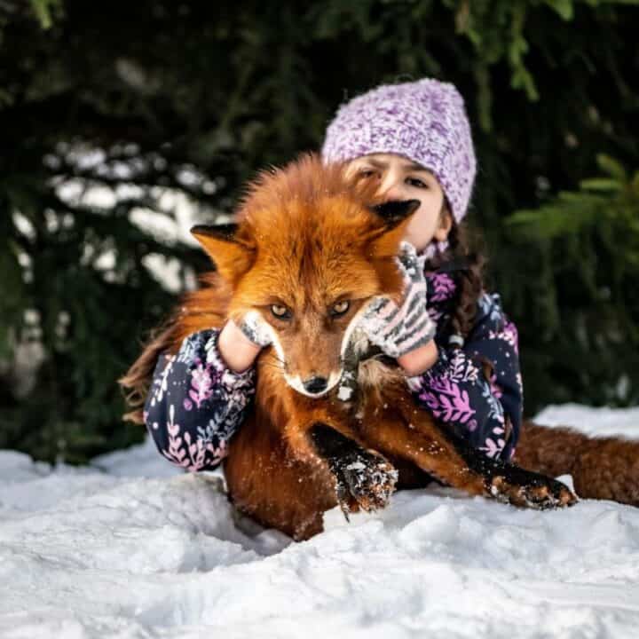 A child in winter clothing hugs a red fox while sitting on snow in front of green pine trees.