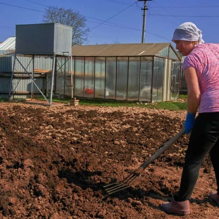 A person wearing gloves and a headscarf uses a pitchfork to spread compost or soil in a garden area next to greenhouses on a sunny day.