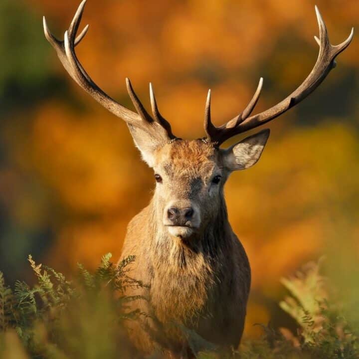 A stag with large antlers stands among green foliage, with a background of blurred autumn-colored trees.
