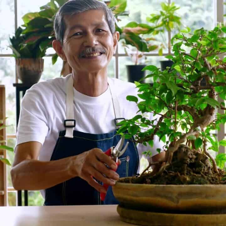 An older man wearing a white shirt and blue apron trims a bonsai tree with pruning shears, surrounded by potted plants indoors.