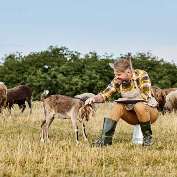 A farmer in a plaid shirt and rubber boots kneels in a field, petting a goat, with a flock of sheep grazing in the background.