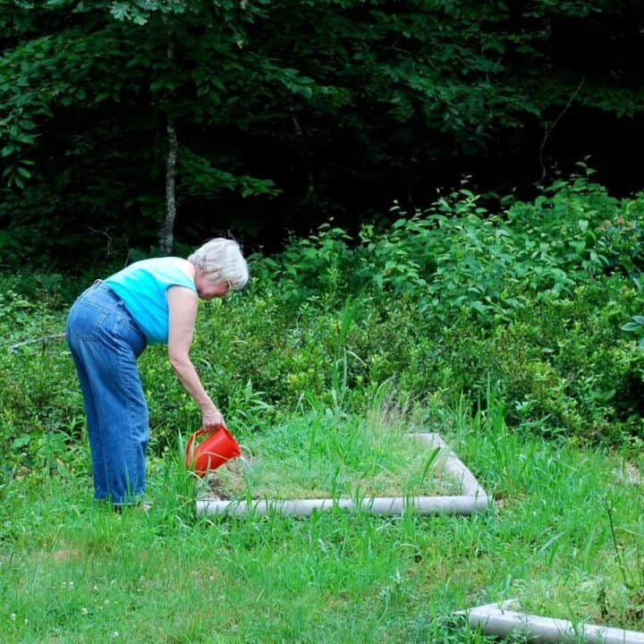 An older woman in a blue shirt and jeans waters plants in a raised garden bed with a red watering can, surrounded by green foliage.