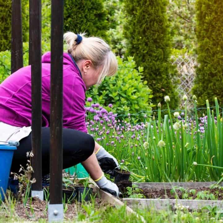 A woman wearing a pink hoodie and gloves is gardening, kneeling beside raised beds with green plants and flowers in a backyard.