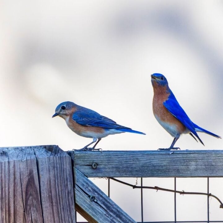 Two bluebirds are perched on a wooden fence, with one looking down and the other looking ahead. The background is blurred.