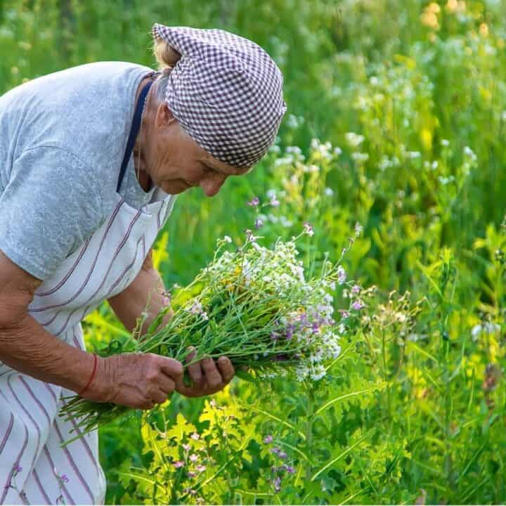 An older person in an apron and headscarf gathers a bouquet of wildflowers in a green field.