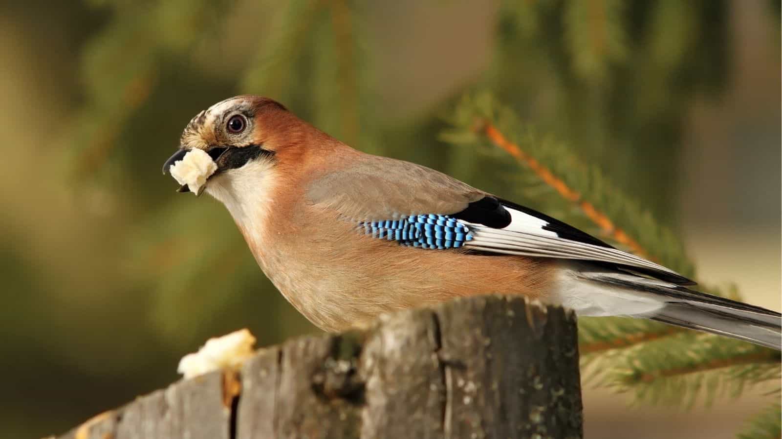 A Eurasian jay perched on a tree stump holds a piece of food in its beak, with green pine branches blurred in the background.
