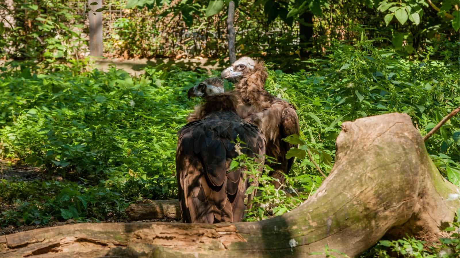 Two vultures stand together on green ground surrounded by foliage and a fallen tree trunk in a natural outdoor setting.