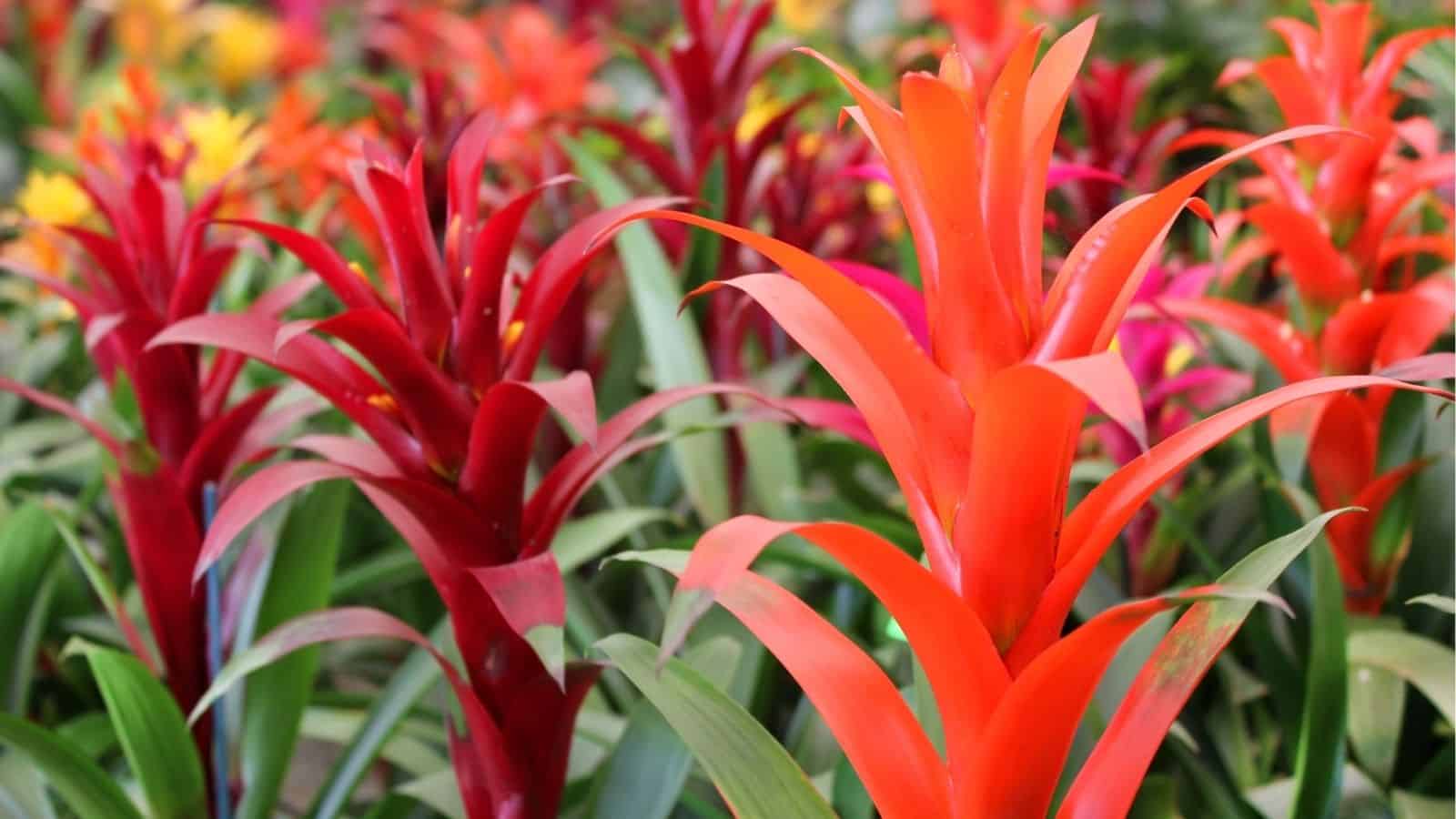 Clusters of vibrant bromeliad plants with spiky red and orange leaves growing among green foliage.