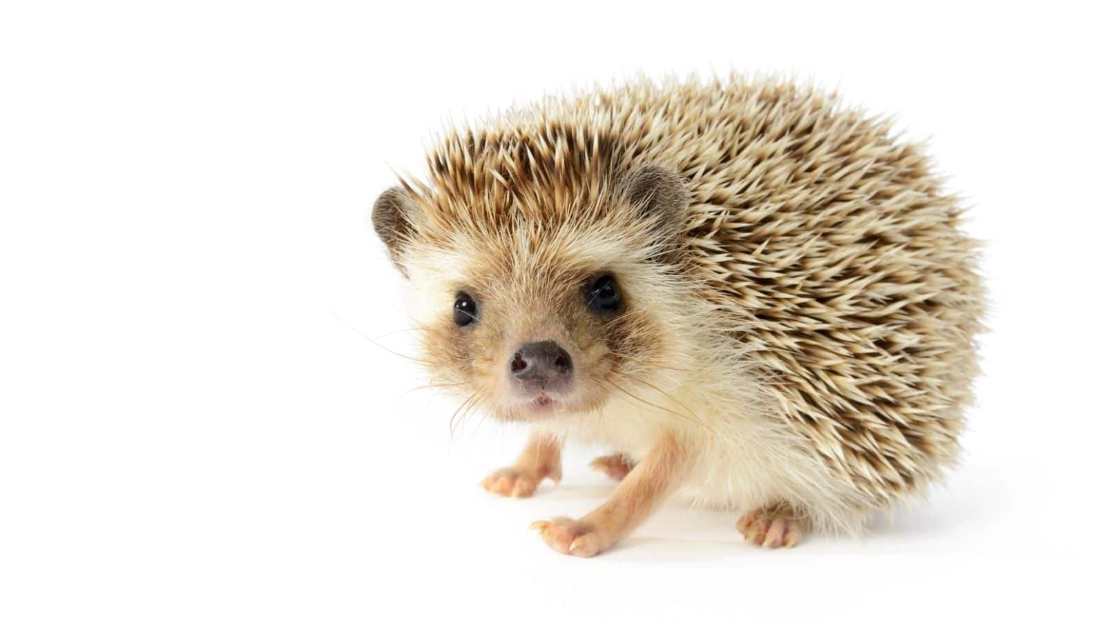 A hedgehog with brown and white spines stands on a white background, facing forward.
