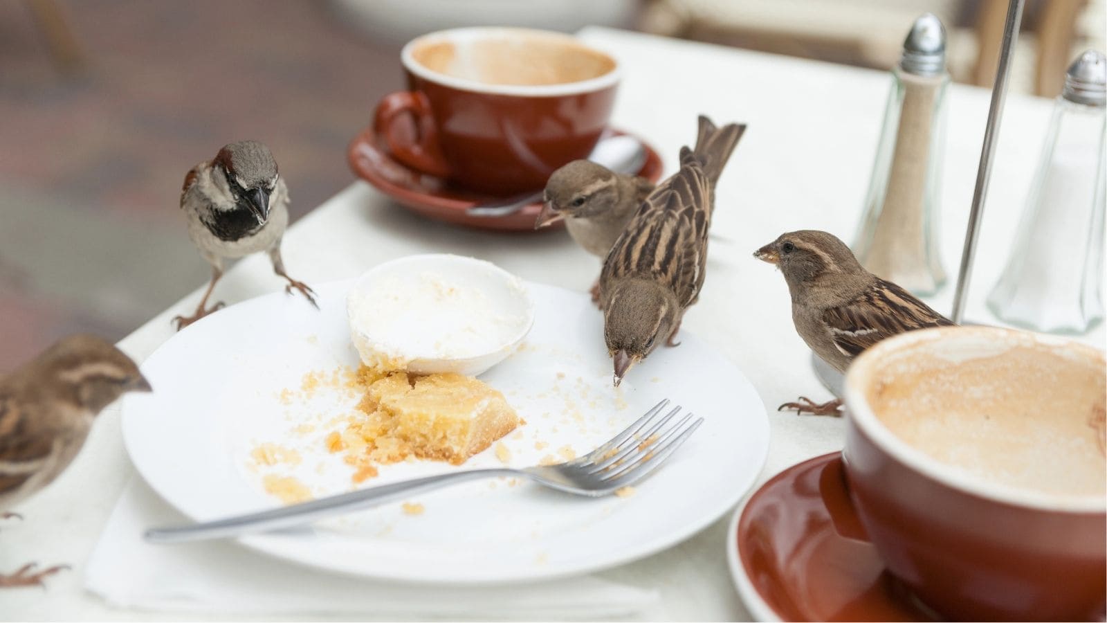 Four sparrows peck at crumbs on a plate beside coffee cups and a fork on an outdoor café table.