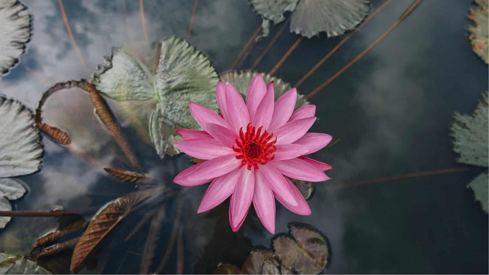 A single pink water lily floats on a pond with green and brown lily pads, reflected clouds visible in the water.