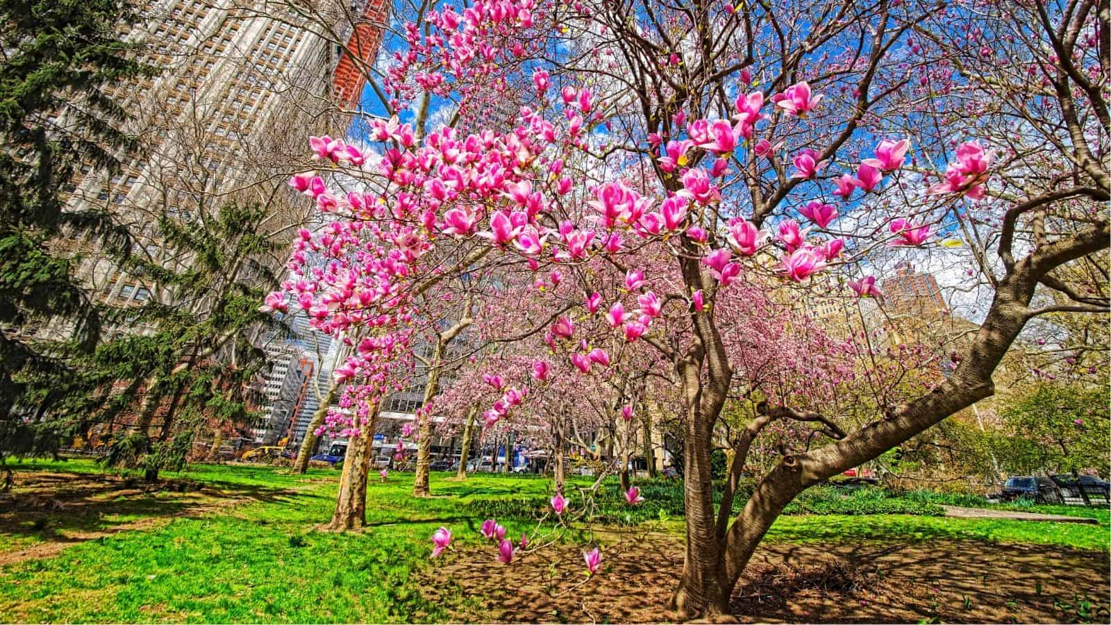 Pink magnolia trees in full bloom stand in a city park with green grass and tall buildings visible in the background under a blue sky.