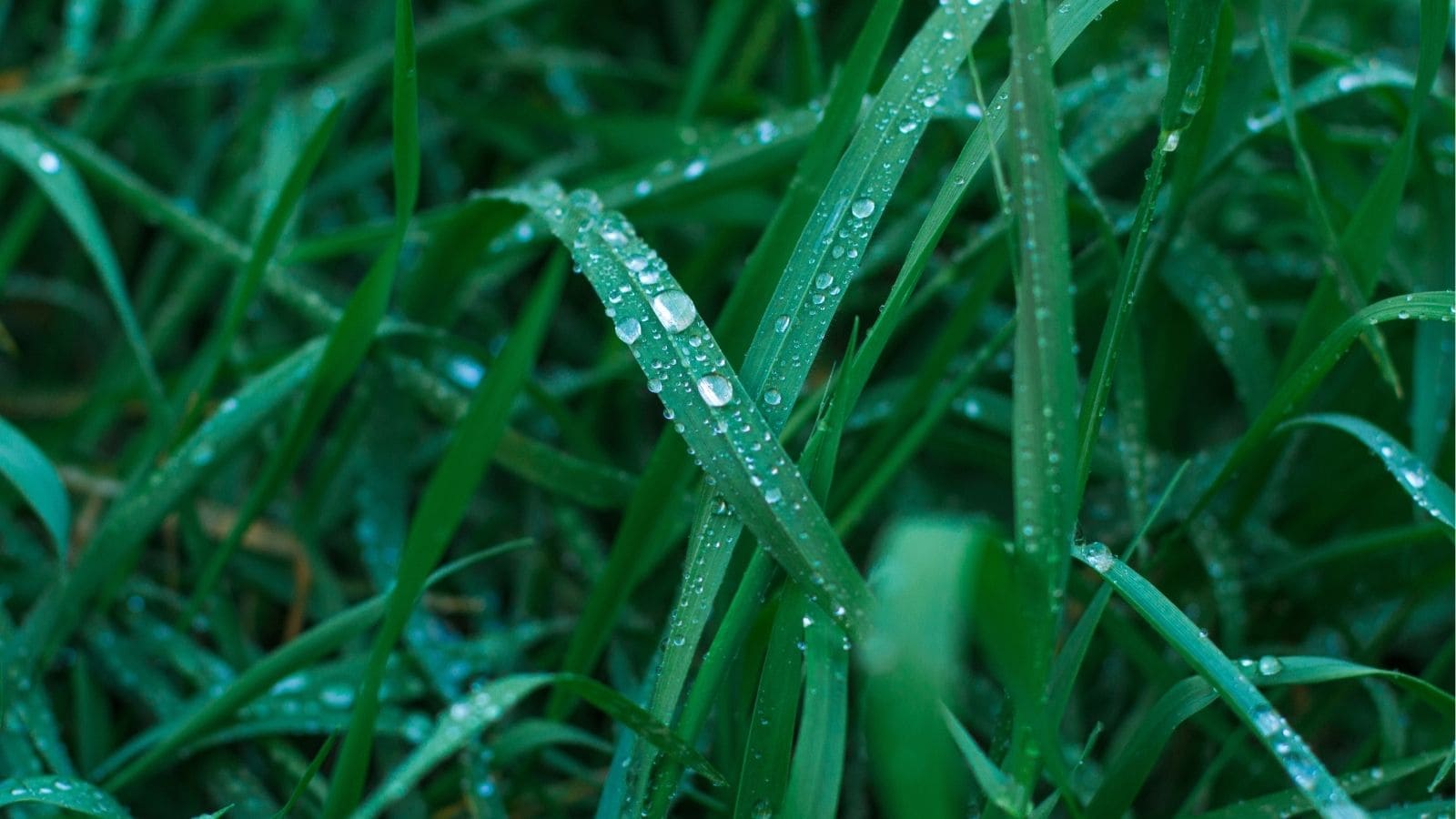 Close-up of green grass blades with water droplets on them.