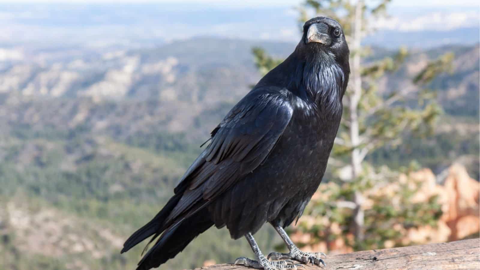 A black raven perched on a wooden railing with a blurred mountain landscape in the background.