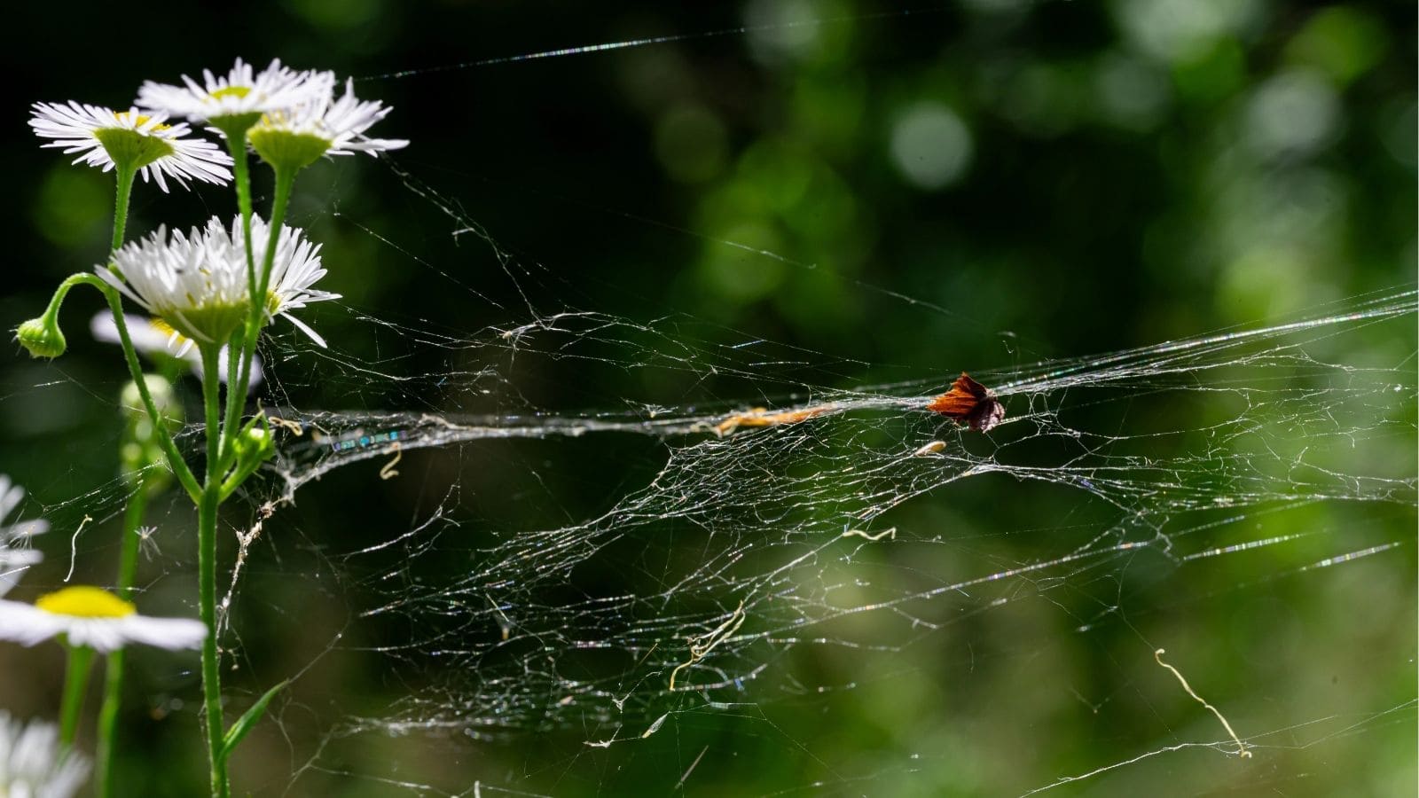 White wildflowers stand beside a spider web stretched across green foliage, with a small brown insect caught in the web.