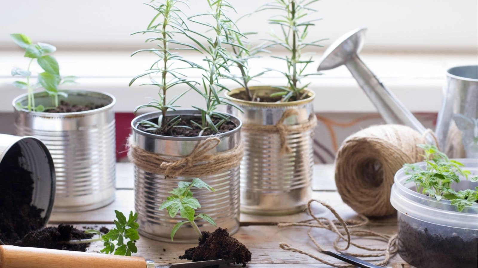 Herb plants growing in repurposed tin cans on a wooden surface, with gardening tools, twine, and a watering can nearby.