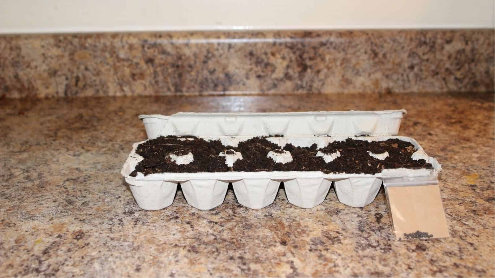 An egg carton filled with soil is used as a seed starter on a kitchen counter, with a small packet of seeds placed nearby.