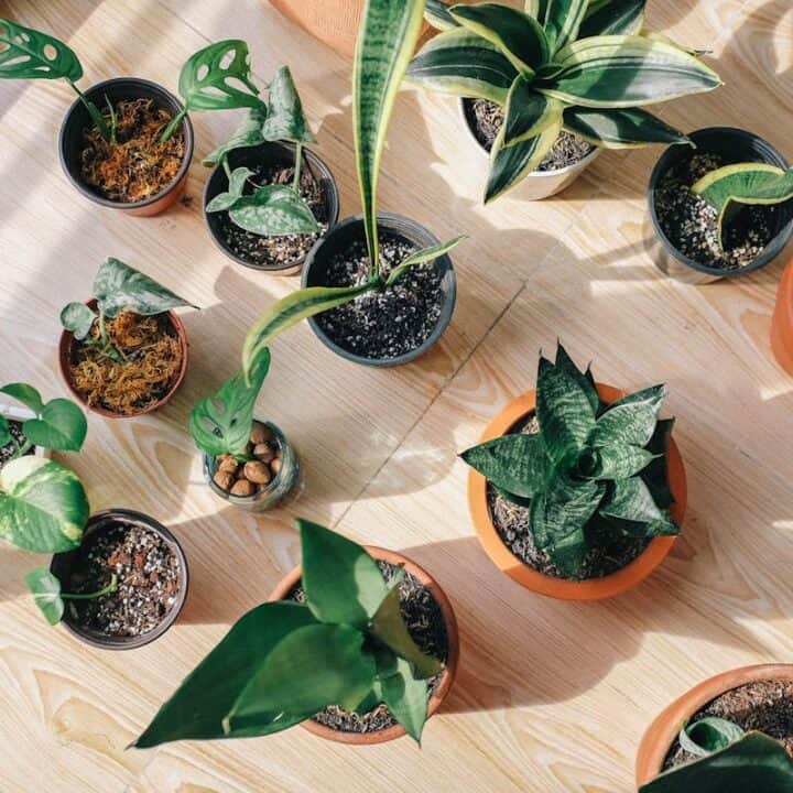Assorted potted houseplants arranged on a light wooden floor with sunlight streaming across the scene.