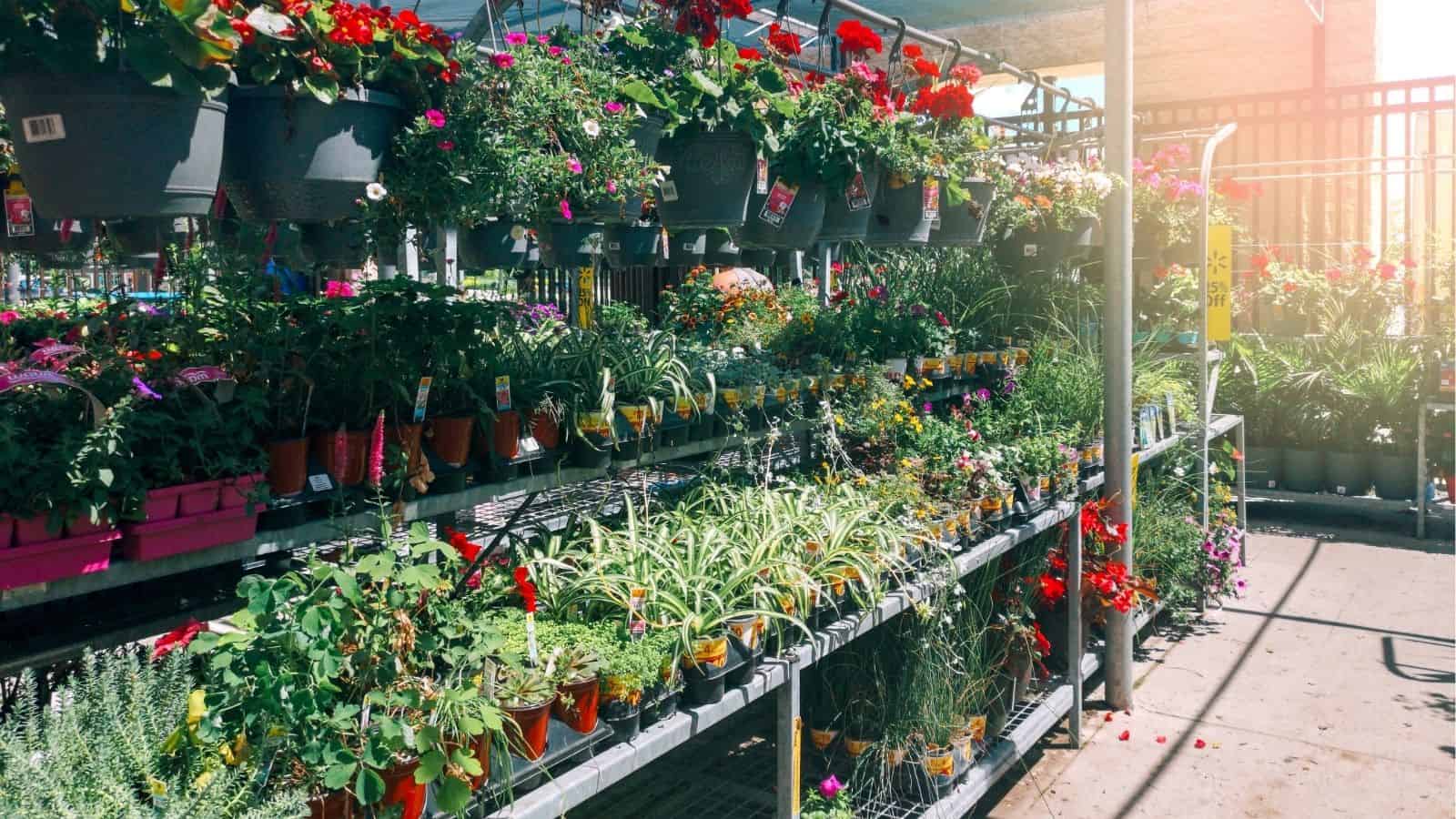Rows of potted plants and flowers are displayed on metal shelves in an outdoor garden center under bright sunlight.