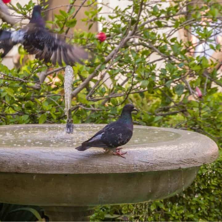 A pigeon stands on the edge of a stone birdbath with water flowing, while other pigeons fly nearby among green bushes.