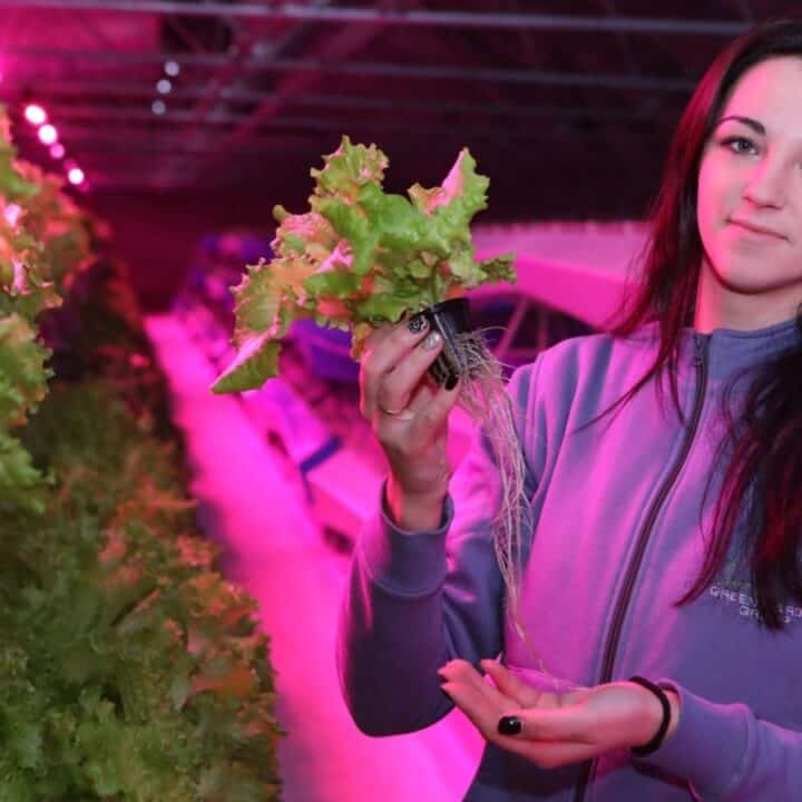 A woman in a purple jacket holds a leafy green plant with visible roots inside an indoor hydroponic farm with pink grow lights.