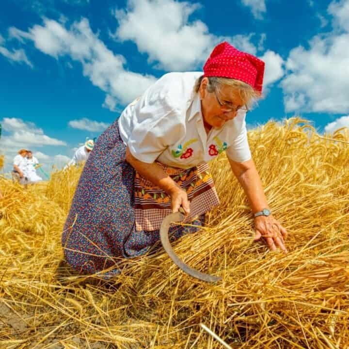 Older women wearing traditional clothing harvest wheat in a golden field under a blue sky with scattered clouds using sickles.