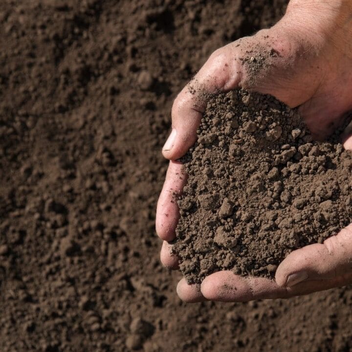 Hands holding soil shaped like a heart over a background of loose earth.