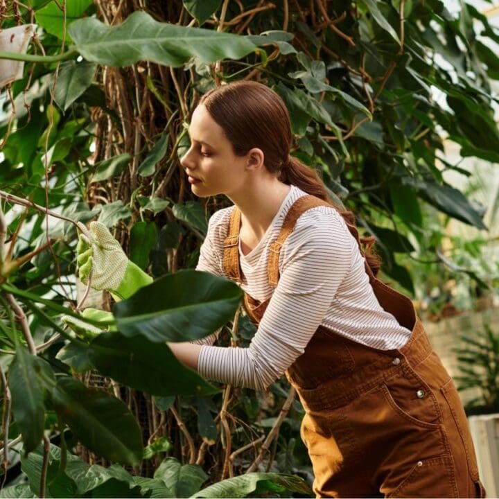 A person wearing brown overalls and a striped shirt examines large green leaves in a greenhouse filled with plants.