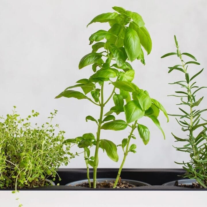Three potted herbs—thyme, basil, and rosemary—growing indoors in a modern white planter against a light background.
