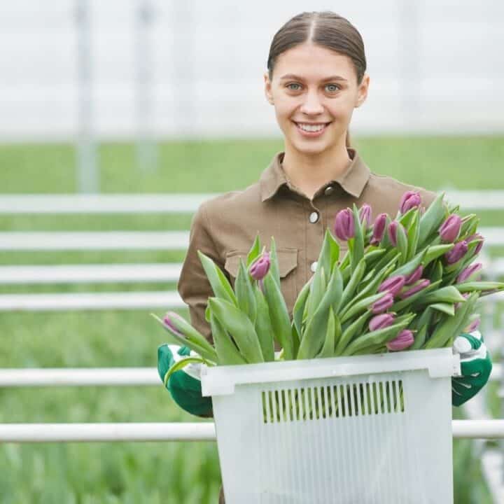A person in brown work clothes and green gloves holds a large white crate of purple tulips in a greenhouse or field of green plants.