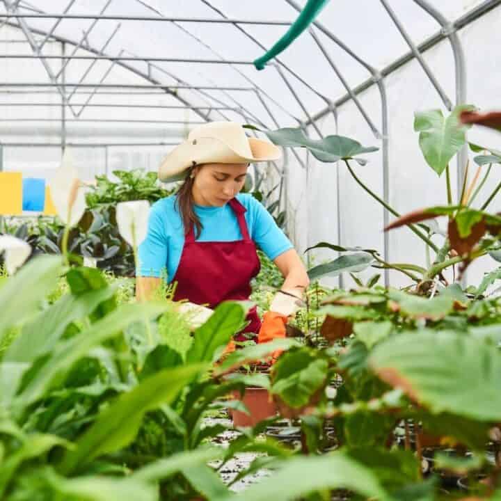 A person wearing a hat and red apron tends to plants inside a greenhouse filled with green foliage and sunlight.