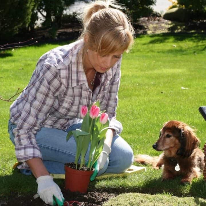 A woman kneels on grass while planting tulips in a garden, with a small brown dog sitting nearby and a basket containing garden tools and flowers.