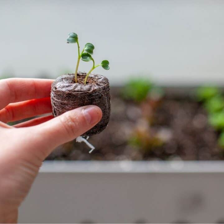 A hand holds a small peat pellet with a seedling growing in it; a planter box with young plants is blurred in the background.