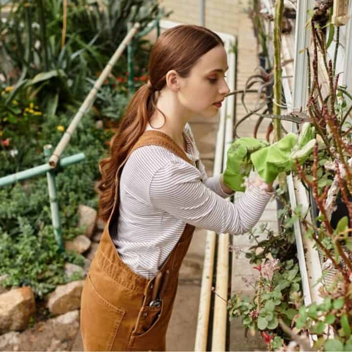 A woman wearing brown overalls and a striped shirt uses a green cloth to clean or tend to plants growing against a metal trellis in a garden.