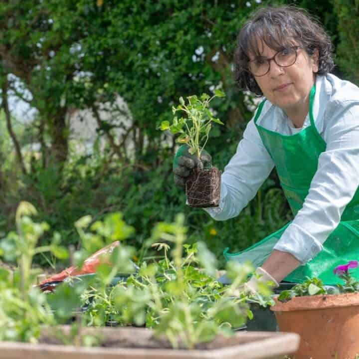 A person wearing glasses and a green apron is kneeling in a garden, holding a potted plant and preparing to plant it in the soil among other potted plants.
