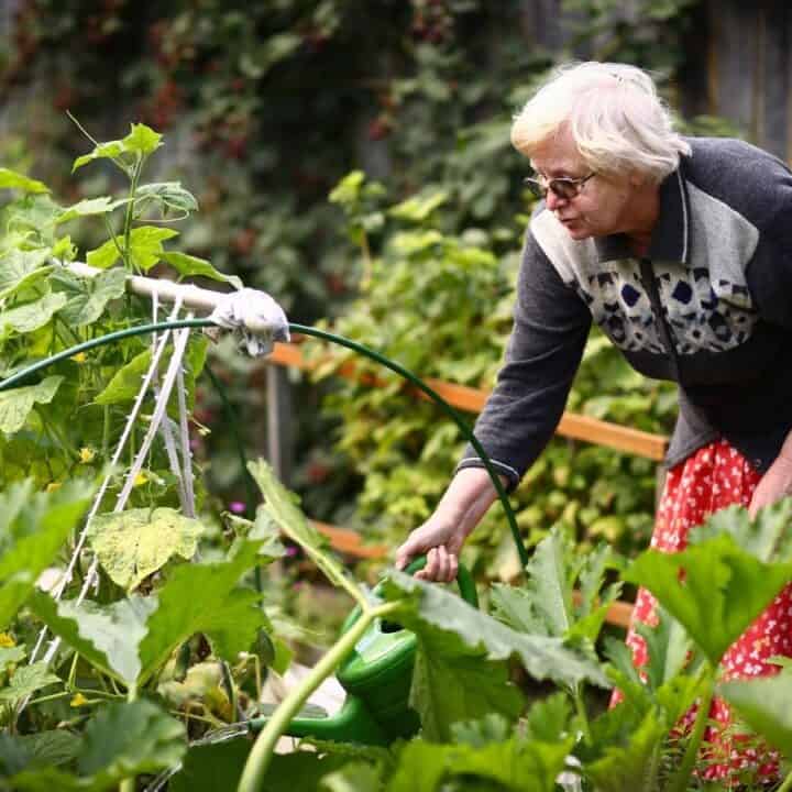An elderly woman in a sweater and red skirt waters plants in a lush garden using a green watering can.