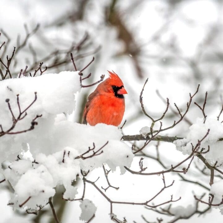 A bright red cardinal perches on a snow-covered tree branch, surrounded by leafless twigs and a snowy winter landscape.