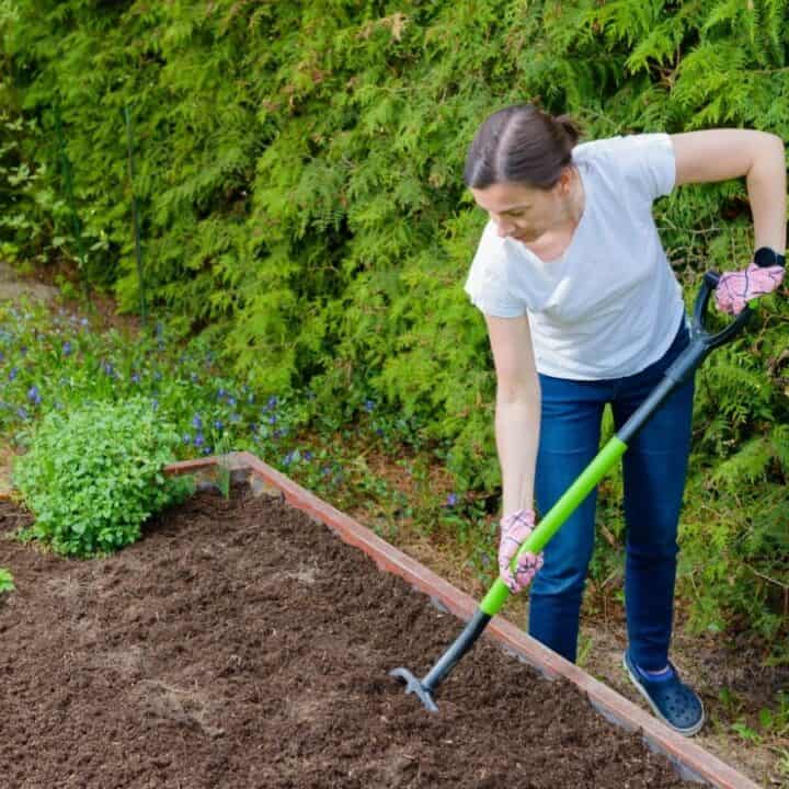 A woman wearing gloves uses a garden hoe to cultivate soil in a raised garden bed next to green bushes.