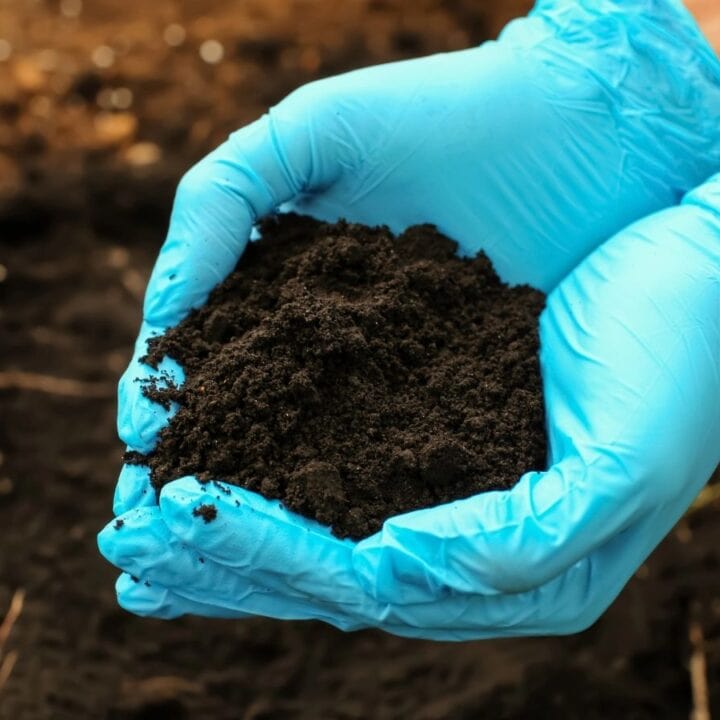 Hands wearing blue gloves holding a pile of dark soil outdoors, with more soil visible in the background.