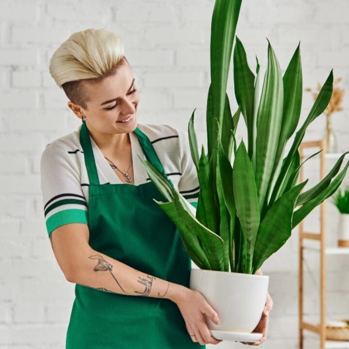Person wearing a green apron holds a potted snake plant, smiling and standing in a bright room with a white brick wall and shelves in the background.
