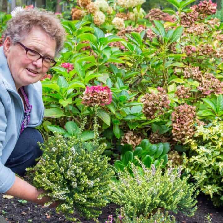 A person wearing glasses and a light jacket is tending to plants in a garden with flowering shrubs in the background.