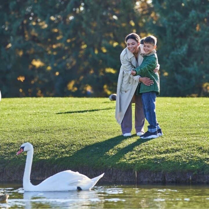 A woman and boy stand on grass near a pond, watching swans and ducks swimming in the water on a sunny day.