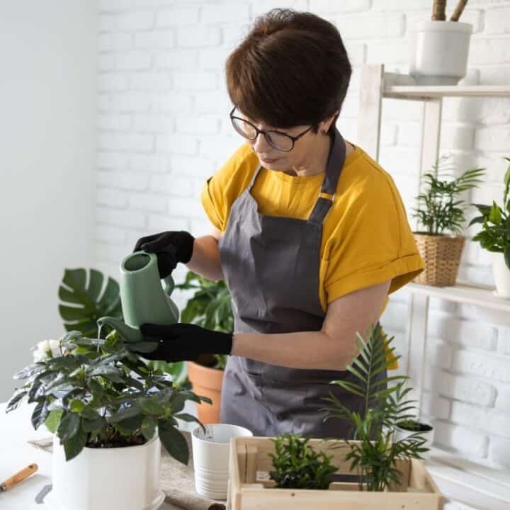 A woman wearing glasses, a yellow shirt, and gray apron waters potted plants indoors with gardening tools and other plants on a white table.