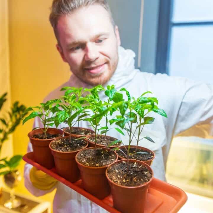 A man in a white coat holds a tray of small potted plants indoors, examining their growth near a window.
