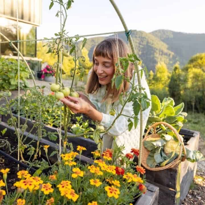 A woman inspects green tomatoes on a vine in a raised garden bed, surrounded by flowers and other plants, with mountains and trees in the background.