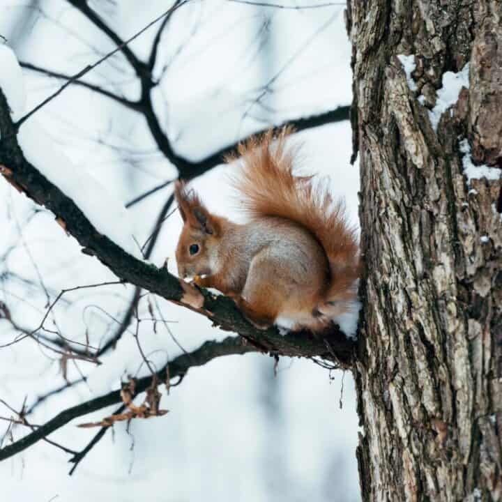 A red squirrel sits on a snow-covered tree branch in a winter forest with a light dusting of snow on tree bark and surrounding branches.